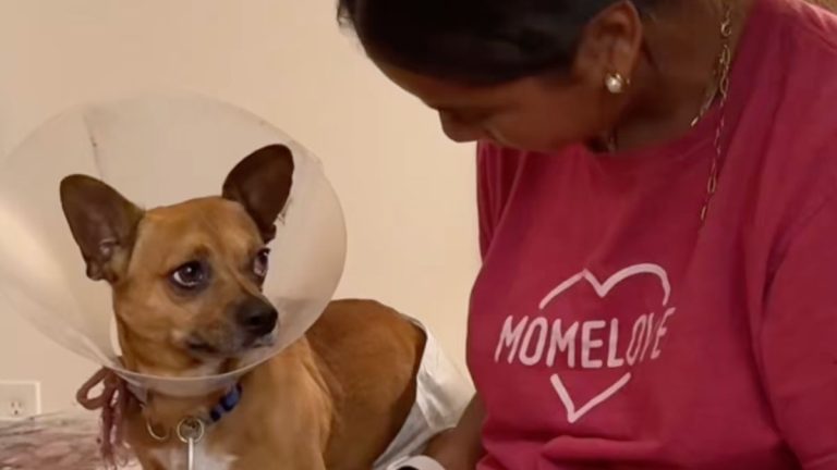 Dog Seemed Timid Until His Foster Spoke His Language and Everything Changed