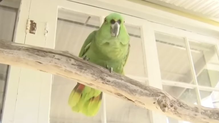 Neighbor Mistakes Parrot for Trouble, Police Show Up to a Comical Surprise