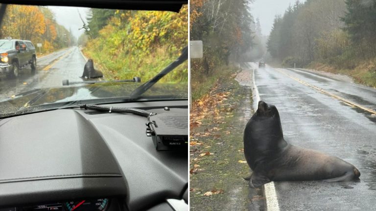 Giant Sea Lion ‘Jaywalks’ Through Washington Town, Stopping Traffic and Soaking Up the Rain