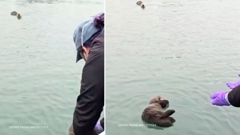 sea otter rescue