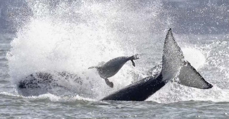 Frantic Seal Fleeing Orcas Asks For Help From Boaters