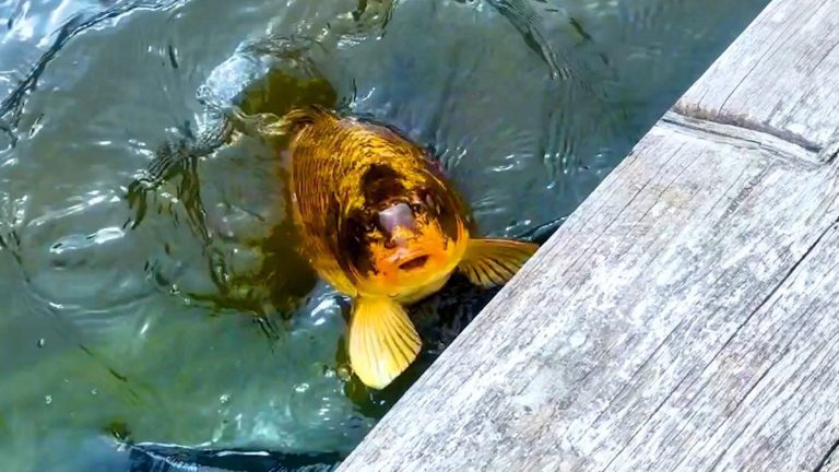 ‘This Fish Is Different’: Meet the Koi With a One-of-a-Kind Happy Spirit