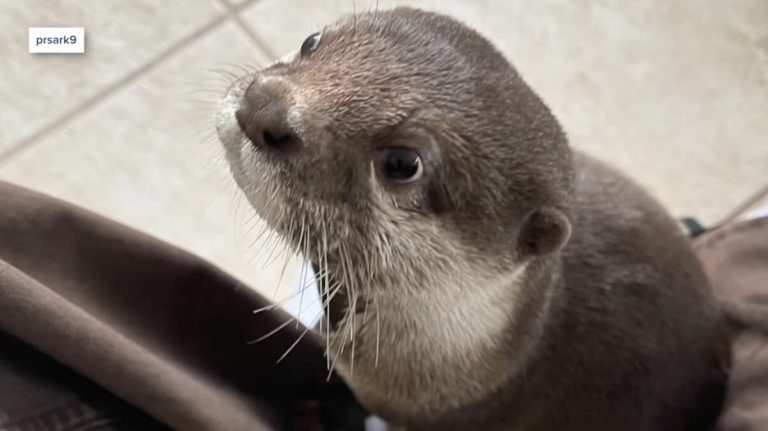 Splash the search otter