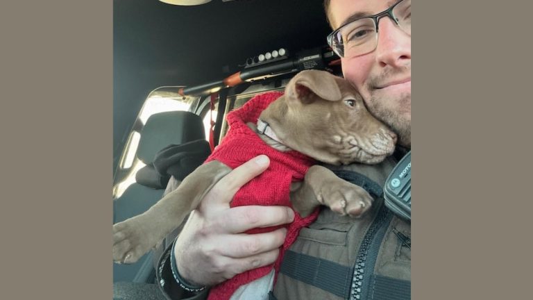 Trooper Finds Shivering Puppy Abandoned After Car Crash and Steps In to Help