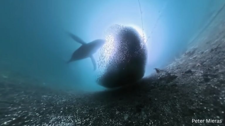 screenshot via Global News of whale feeding Peter Mieras / Subdivision Productions
