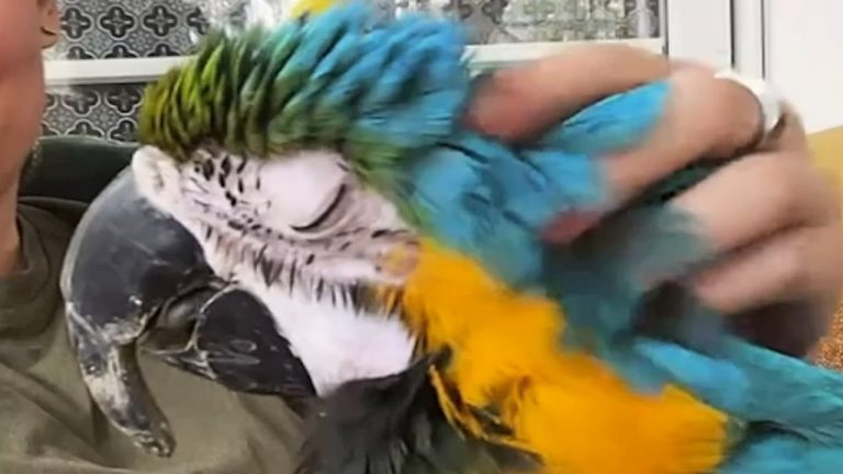 Parrot Had a Severely Overgrown Beak — Now She Can’t Get Enough Snuggles
