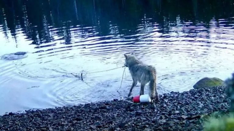 Sea Wolf Caught On Camera Pulling In Crab Traps in Canada