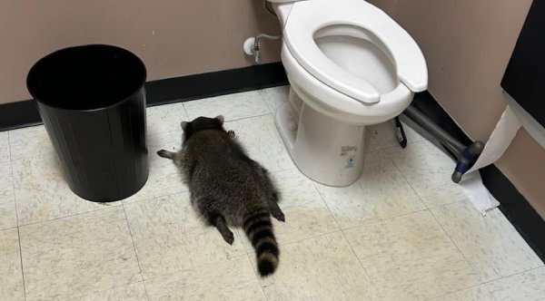 Vandalized Liquor Store Discovers Drunk Raccoon Passed Out on Bathroom Floor