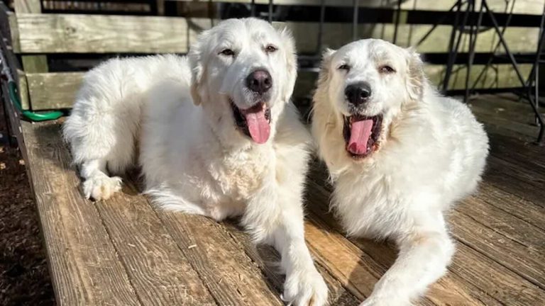 Rescuers Stunned to Learn Two Cruelly Injured Dogs Saved Years Apart Are Half Brothers