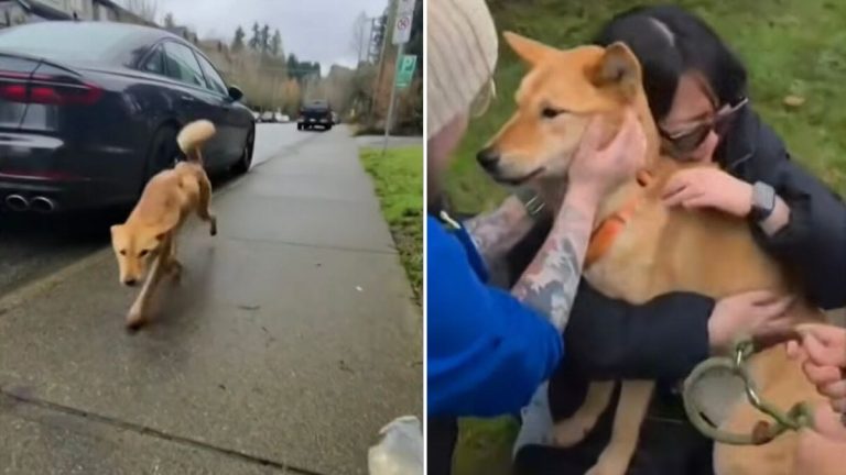 Dog Lost for 54 Days in the Backcountry Is Finally Found—And Runs Straight to Her Family