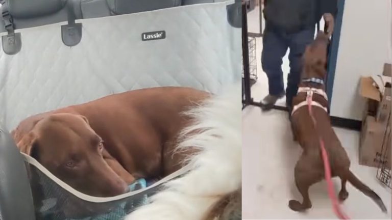Man Reunited With Long-Lost Dog After Four Years Apart