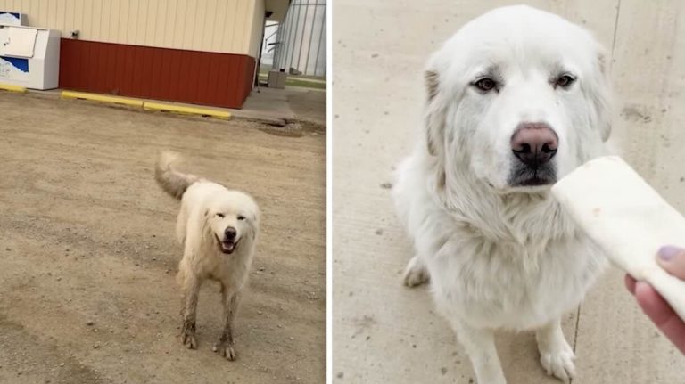 Dog Escapes Home and Walks Miles Overnight — All for a Breakfast Burrito