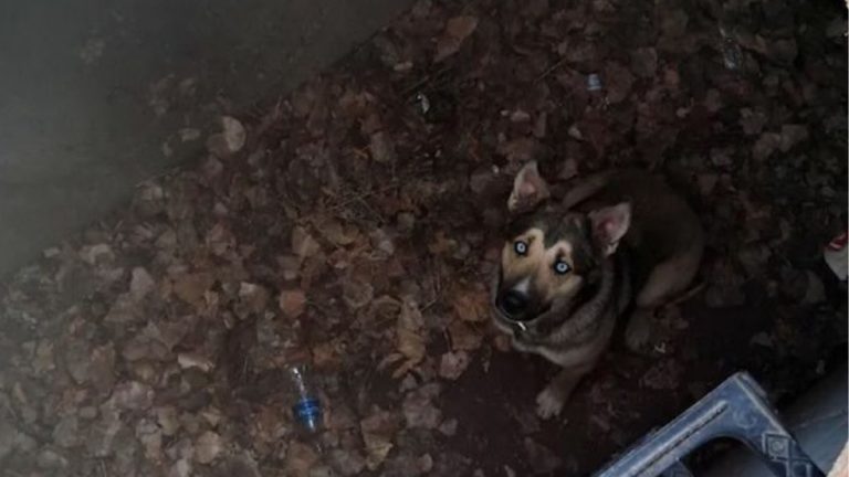 Woman Hears Whimper On Walk—Discovers Dog Needing Rescue