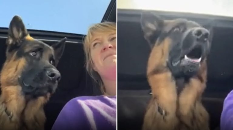 German shepherd going to grandparents