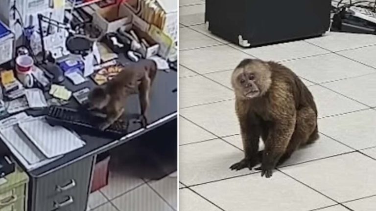 Pawn Shop Break-In Takes a Wild Turn When the Intruder Is a Monkey