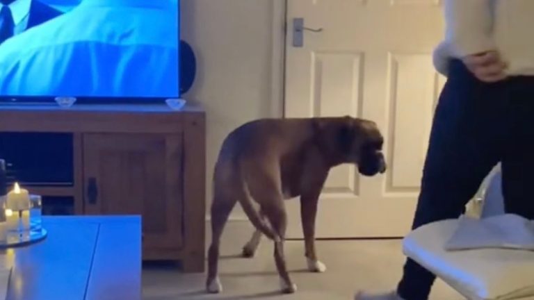 Dog Uses a Sneaky Trick to Steal Grandma’s Seat