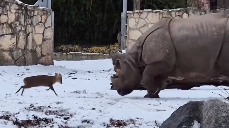 Fearless Tiny Deer Challenges Amused Rhino in Viral Video