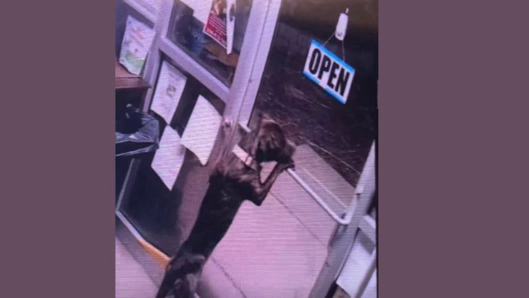 Lost Dog Brought to Shelter Makes Clever Escape and Runs Home in Viral Video