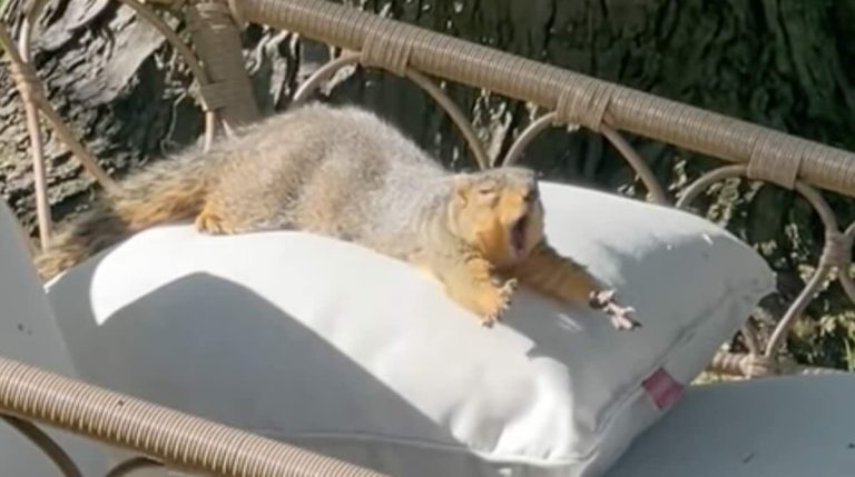 Squirrel Hits the Pillow, Nap Time Officially Starts