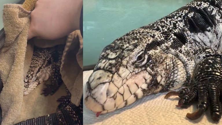 Rhode Island Man Finds Large Lizard in Blizzard While Shoveling Driveway