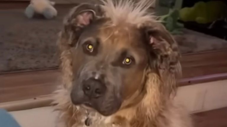 Unique Pittie Returned 6 Times To Shelter Finally Finds A Forever Home