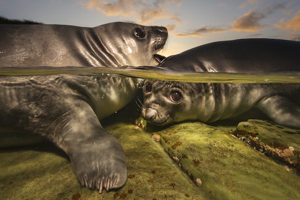 Underwater Photographer of the Year 2026 Winners Reveal Spectacular Ocean Images