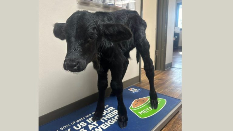 Vet Clinic Is Expecting a Cat…But a Calf Shows Up Instead