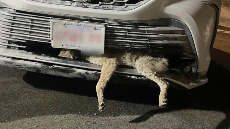Team Of Rescuers Work Together To Save Coyote Stuck Inside Car Grill