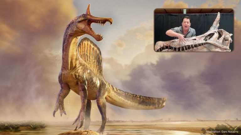 Spinosaurus mirabilis