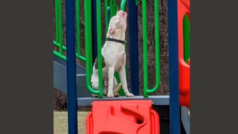 stray dog howls at playground