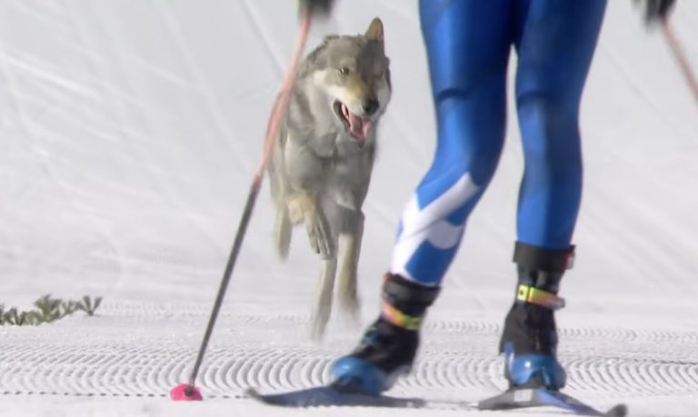 dog joins olympic ski race