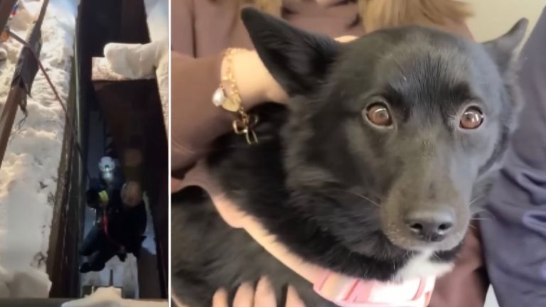 Dog Missing for Six Days During Winter Storm Found Alive