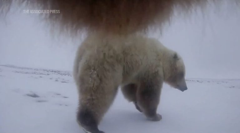 bears-eye-view collar cams
