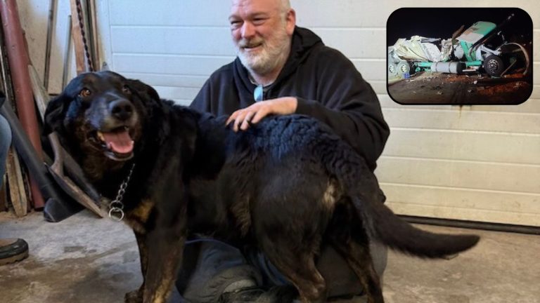 Dog Missing After Devastating Crash Reunited With Owner Six Months Later