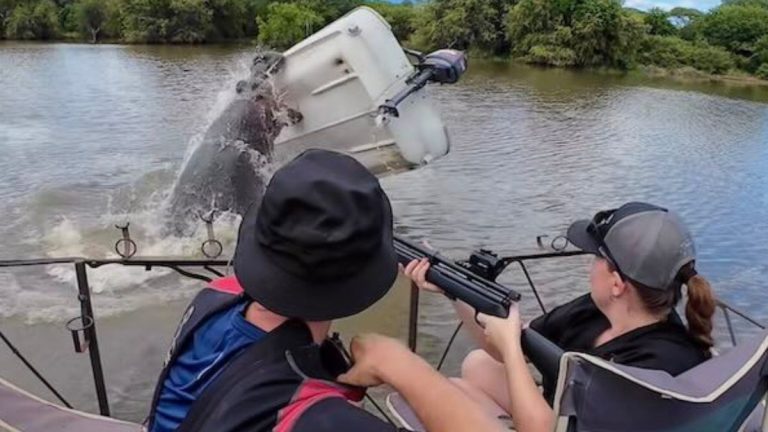 Dramatic Video Shows Hippo Flipping Boat During Rescue Mission
