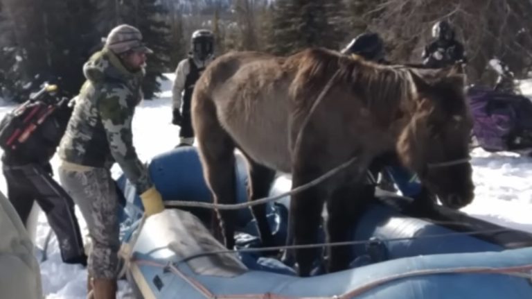 ScreMissing horse rescued with river raft.