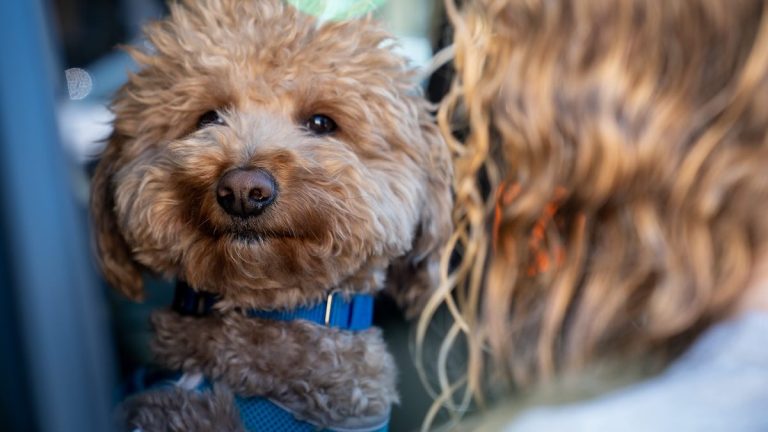 Dog Left at Las Vegas Airport Adopted by Police Officer Who Rescued Him