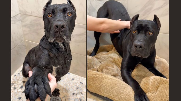 Onyx is up for adoption