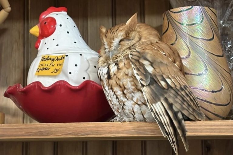 owl in shop