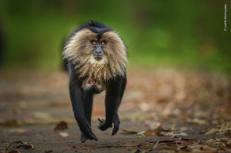 Wildlife Photographer of the Year People's Choice Awards 2026