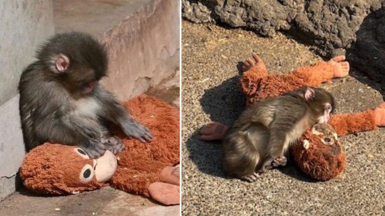 Rejected Baby Monkey Who Clung to Stuffed Toy Is Finally Being Accepted by His Troop
