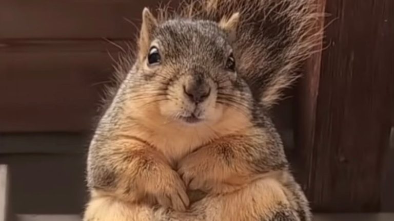 Squirrel With Broken Arm Gets Woman To Look After Her Babies
