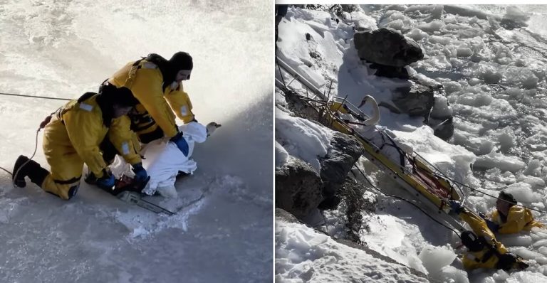 swan rescued from ice