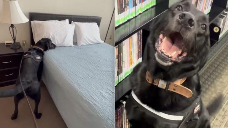 zephyr the bed bug dog