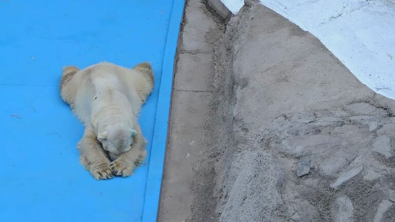 World’s Saddest Polar Bear Dies After 22 Years In Concrete Enclosure At Argentina Zoo