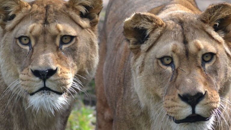 Two of the World’s Rarest Lions Die Peacefully Side by Side