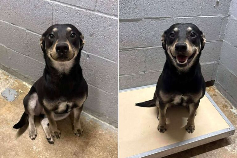 Shelter Dog Breaks Into Smile to Win a Forever Home