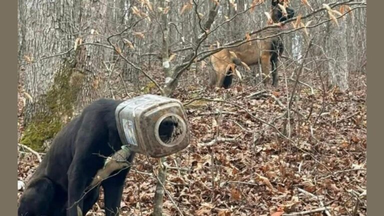 Belgian Malinois Protects Friend With Bucket Stuck on Head for 5 Days Until Community Saves Them Both