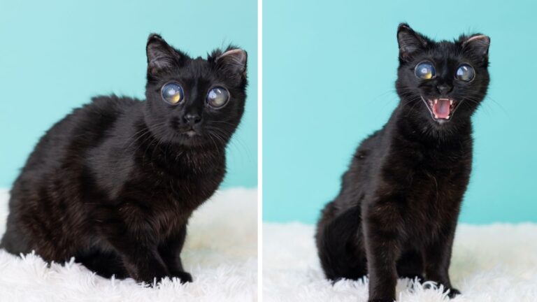Cat with ‘Mystical’ Eyes is Not AI, She’s a Rescue with a Rare Condition