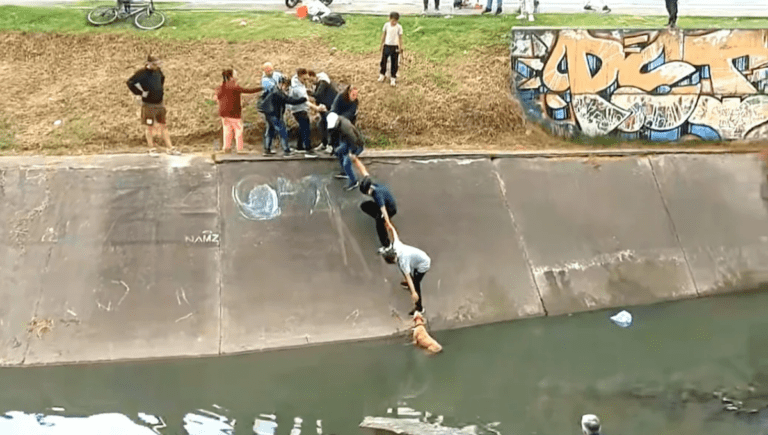 Strangers Form Human Chain to Rescue Dog Trapped in Bogota Canal